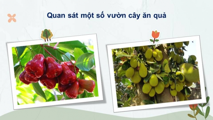 Giáo án điện tử Tiếng Việt 4 kết nối Bài 13 Đọc: Vườn của ông tôi