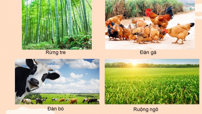 Giáo án điện tử KHTN 8 cánh diều Bài 39: Quần thể sinh vật