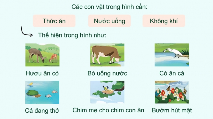 Giáo án điện tử Khoa học 4 kết nối Bài 16: Động vật cần gì để sống?