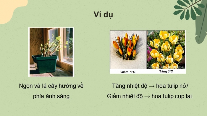 Giáo án điện tử Sinh học 11 cánh diều Bài 12: Cảm ứng ở thực vật (P1)