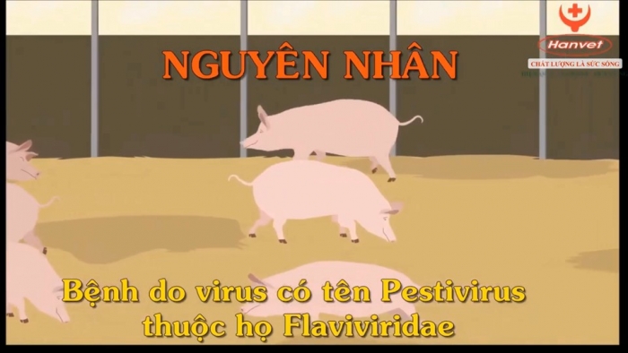 Giáo án điện tử Công nghệ chăn nuôi 11 kết nối Bài 12: Một số bệnh phổ biến ở lợn và biện pháp phòng, trị