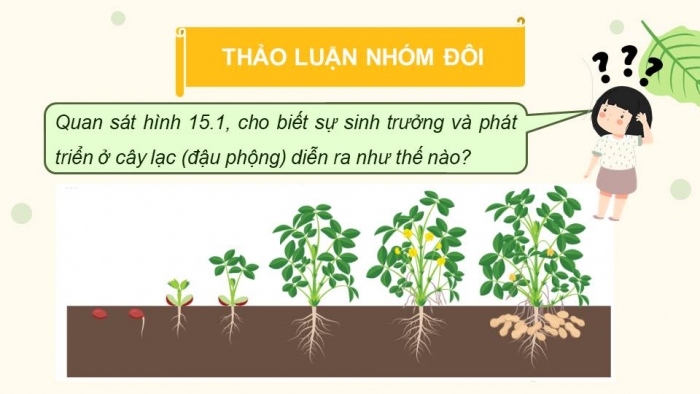 Giáo án điện tử Sinh học 11 cánh diều Bài 15: Khái quát về sinh trưởng và phát triển ở sinh vật