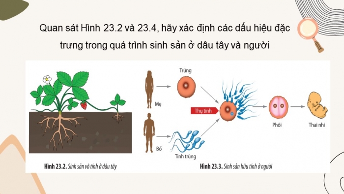 Giáo án điện tử Sinh học 11 chân trời Bài 23: Khái quát về sinh sản ở sinh vật