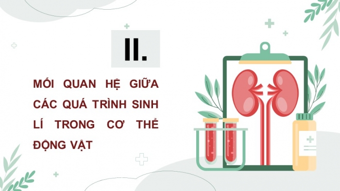 Giáo án điện tử Sinh học 11 kết nối Bài 28: Mối quan hệ giữa các quá trình sinh lí trong cơ thể sinh vật