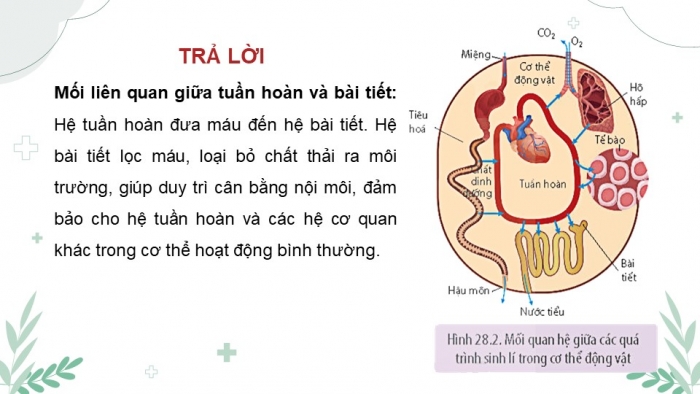 Giáo án điện tử Sinh học 11 kết nối Bài 28: Mối quan hệ giữa các quá trình sinh lí trong cơ thể sinh vật