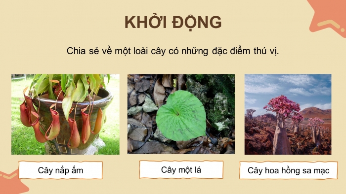 Giáo án điện tử Tiếng Việt 4 chân trời CĐ 7 Bài 2 Đọc: Kì lạ thế giới thực vật ở Nam Mỹ