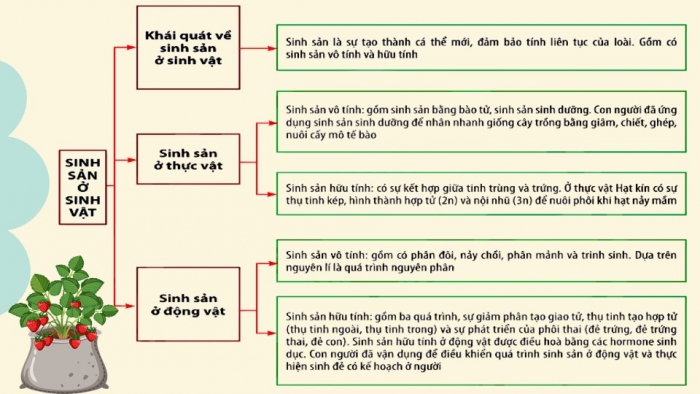 Giáo án điện tử Sinh học 11 chân trời: Ôn tập Chương 4