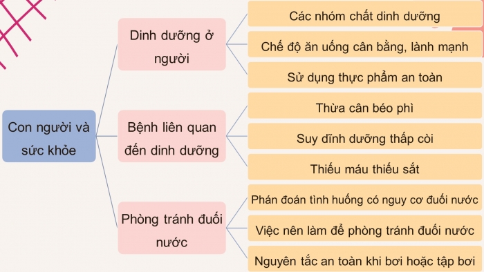 Giáo án điện tử Khoa học 4 kết nối Bài 28: Ôn tập chủ đề con người và sức khỏe