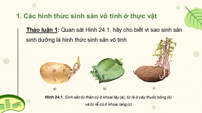 Giáo án điện tử Sinh học 11 chân trời Bài 24: Sinh sản ở thực vật