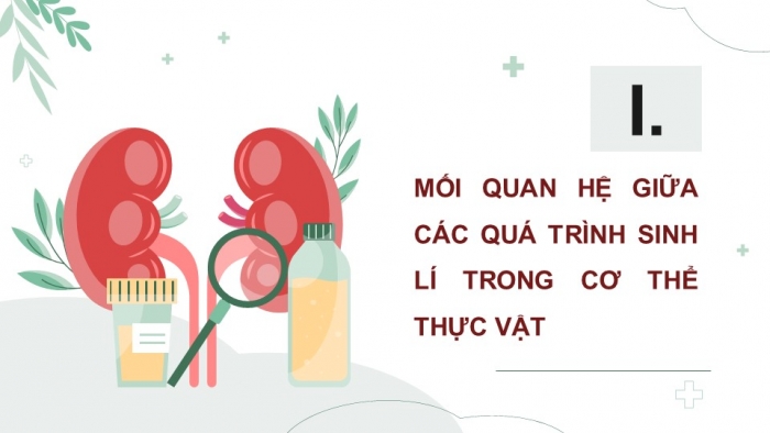 Giáo án điện tử Sinh học 11 kết nối Bài 28: Mối quan hệ giữa các quá trình sinh lí trong cơ thể sinh vật