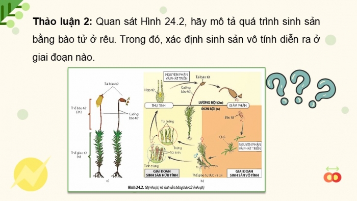 Giáo án điện tử Sinh học 11 chân trời Bài 24: Sinh sản ở thực vật