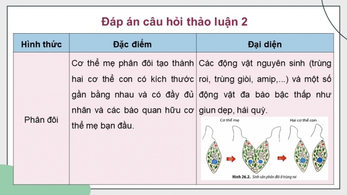 Giáo án điện tử Sinh học 11 chân trời Bài 26: Sinh sản ở động vật