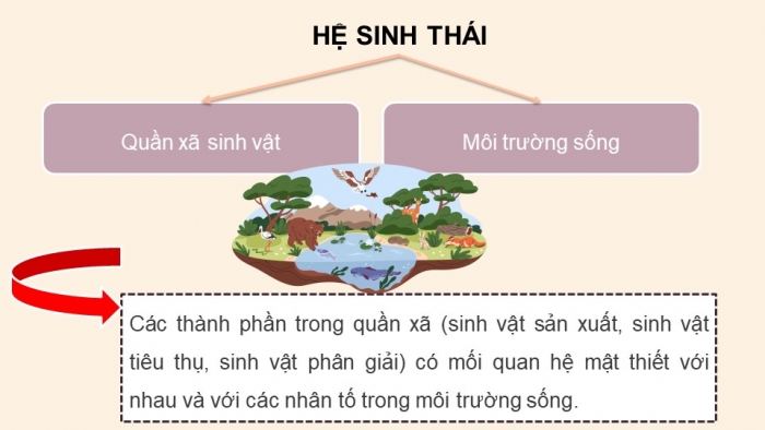 Giáo án điện tử KHTN 8 cánh diều Bài 41: Hệ sinh thái