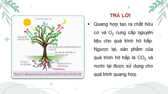 Giáo án điện tử Sinh học 11 kết nối Bài 28: Mối quan hệ giữa các quá trình sinh lí trong cơ thể sinh vật