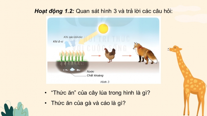 Giáo án điện tử Khoa học 4 kết nối Bài 30: Vai trò của thực vật trong chuỗi thức ăn