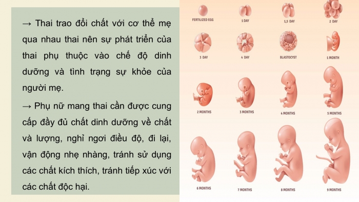 Giáo án điện tử Sinh học 11 cánh diều Bài 18: Sinh trưởng và phát triển ở động vật (P2)