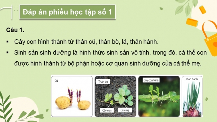 Giáo án điện tử Sinh học 11 cánh diều Bài 21: Sinh sản ở thực vật (P1)