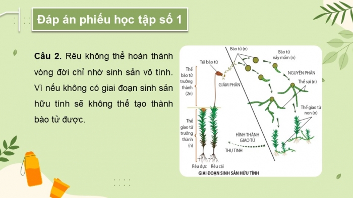 Giáo án điện tử Sinh học 11 cánh diều Bài 21: Sinh sản ở thực vật (P1)