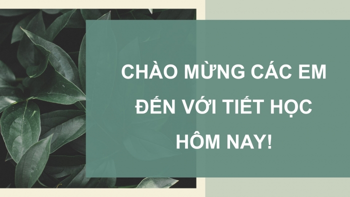 Giáo án điện tử Sinh học 11 cánh diều Bài 18: Sinh trưởng và phát triển ở động vật (P2)