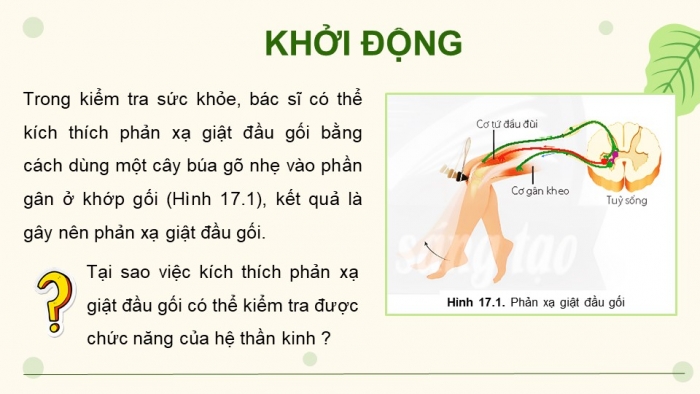 Giáo án điện tử Sinh học 11 chân trời Bài 17: Cảm ứng ở động vật (P1)