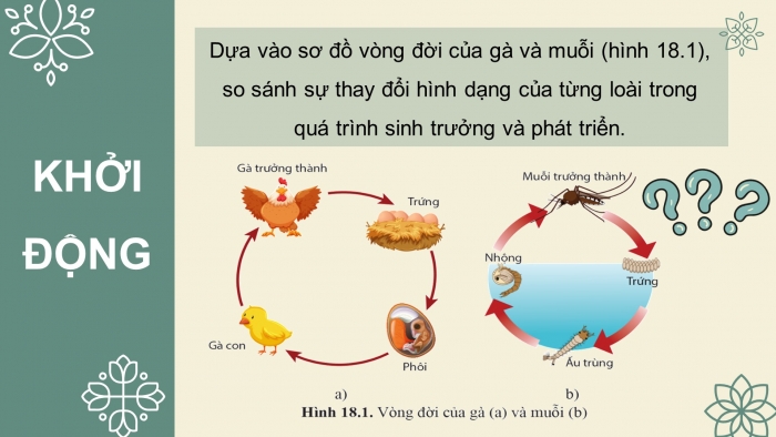 Giáo án điện tử Sinh học 11 cánh diều Bài 18: Sinh trưởng và phát triển ở động vật (P1)