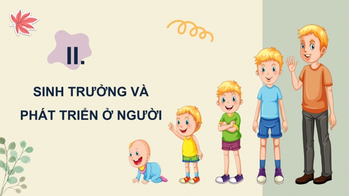 Giáo án điện tử Sinh học 11 cánh diều Bài 18: Sinh trưởng và phát triển ở động vật (P2)