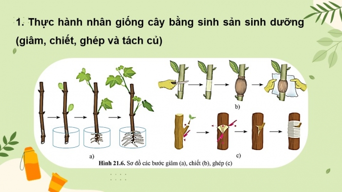 Giáo án điện tử Sinh học 11 cánh diều Bài 21: Sinh sản ở thực vật (P2)
