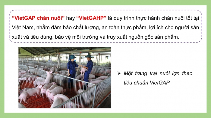 Giáo án điện tử Công nghệ chăn nuôi 11 kết nối Bài 18: Chăn nuôi theo tiêu chuẩn VietGAP