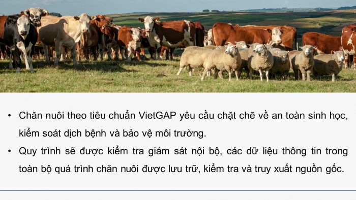 Giáo án điện tử Công nghệ chăn nuôi 11 cánh diều Bài 20: Quy trình chăn nuôi theo tiêu chuẩn VietGAP