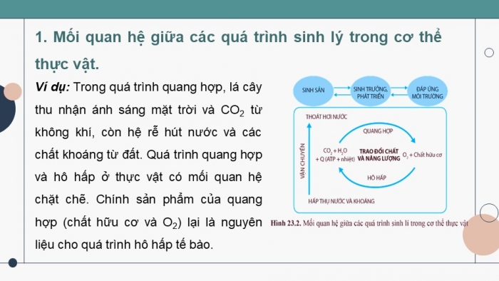 Giáo án điện tử Sinh học 11 cánh diều Bài 23: Cơ thể là một thể thống nhất 