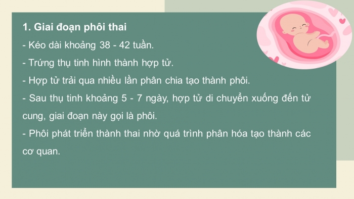 Giáo án điện tử Sinh học 11 cánh diều Bài 18: Sinh trưởng và phát triển ở động vật (P2)