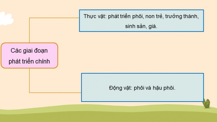 Giáo án điện tử Sinh học 11 cánh diều bài: Ôn tập chủ đề 3