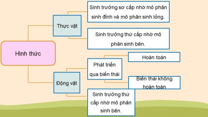 Giáo án điện tử Sinh học 11 cánh diều bài: Ôn tập chủ đề 3