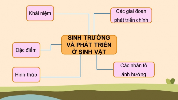 Giáo án điện tử Sinh học 11 cánh diều bài: Ôn tập chủ đề 3