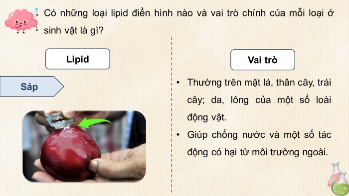 Giáo án điện tử KHTN 9 kết nối - Phân môn Hoá học Bài 28: Lipid