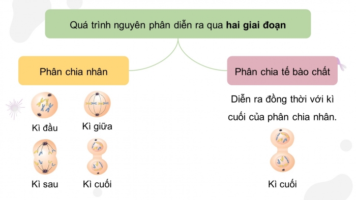 Giáo án điện tử KHTN 9 kết nối - Phân môn Sinh học Bài 43: Nguyên phân và giảm phân