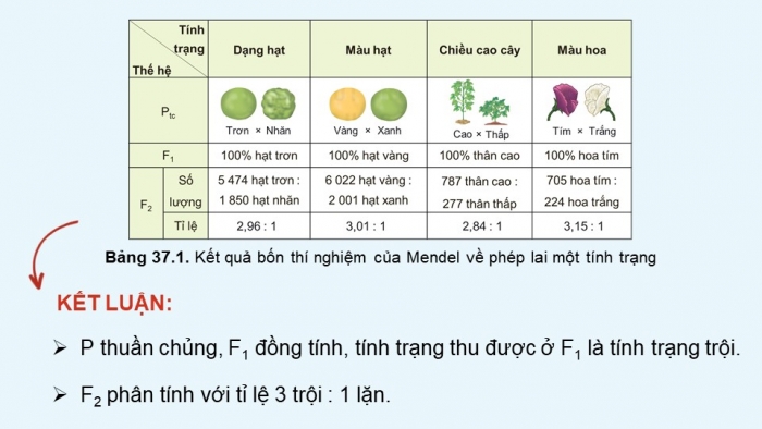 Giáo án điện tử KHTN 9 kết nối - Phân môn Sinh học Bài 37: Các quy luật di truyền của Mendel