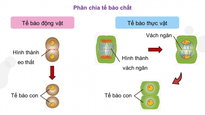 Giáo án điện tử KHTN 9 kết nối - Phân môn Sinh học Bài 43: Nguyên phân và giảm phân