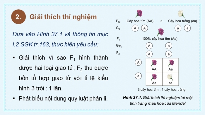 Giáo án điện tử KHTN 9 kết nối - Phân môn Sinh học Bài 37: Các quy luật di truyền của Mendel