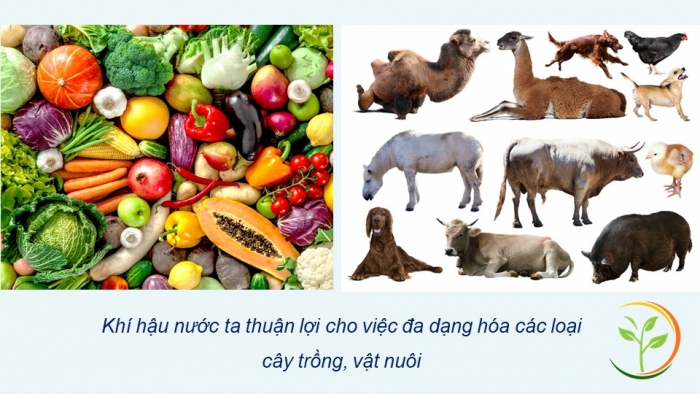 Giáo án điện tử Địa lí 12 chân trời Bài 2: Thiên nhiên nhiệt đới ẩm gió mùa (bổ sung)