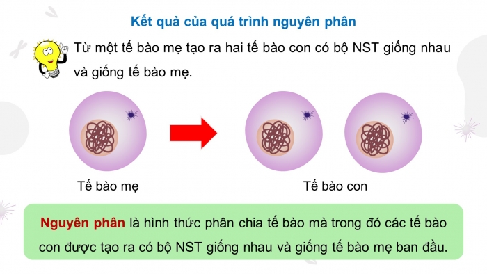 Giáo án điện tử KHTN 9 kết nối - Phân môn Sinh học Bài 43: Nguyên phân và giảm phân