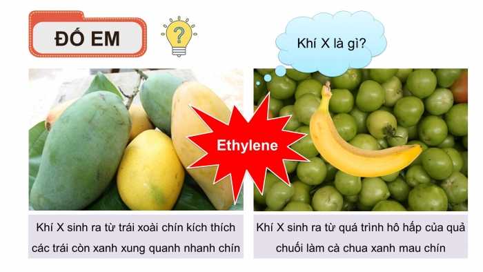 Giáo án điện tử KHTN 9 kết nối - Phân môn Hoá học Bài 24: Alkene