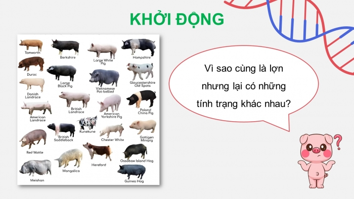 Giáo án điện tử KHTN 9 kết nối - Phân môn Sinh học Bài 40: Dịch mã và mối quan hệ từ gene đến tính trạng