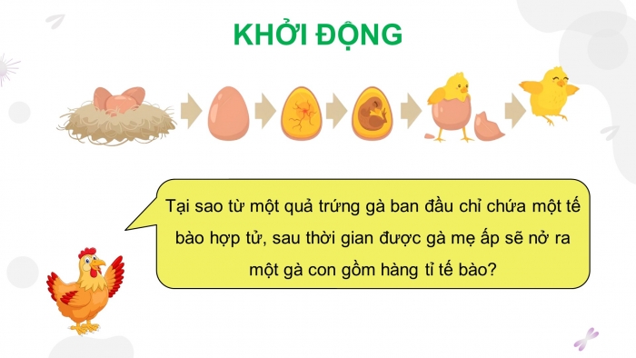 Giáo án điện tử KHTN 9 kết nối - Phân môn Sinh học Bài 43: Nguyên phân và giảm phân