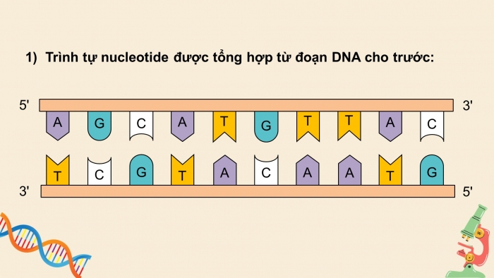 Giáo án điện tử KHTN 9 kết nối - Phân môn Sinh học Bài Ôn tập giữa học kì 1