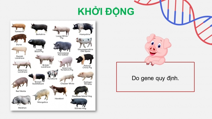 Giáo án điện tử KHTN 9 kết nối - Phân môn Sinh học Bài 40: Dịch mã và mối quan hệ từ gene đến tính trạng