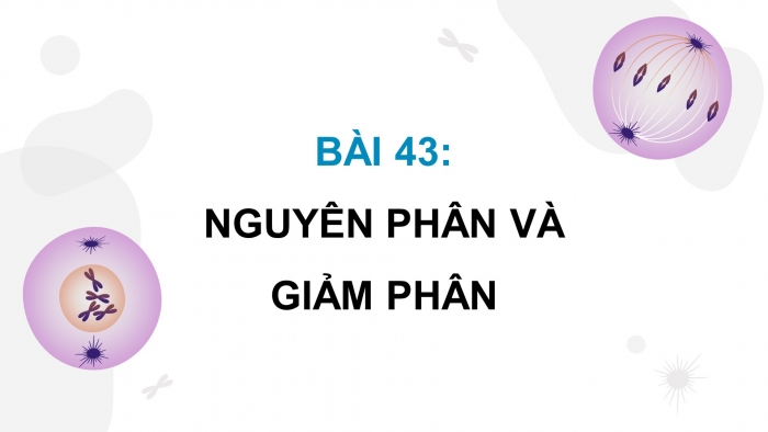 Giáo án điện tử KHTN 9 kết nối - Phân môn Sinh học Bài 43: Nguyên phân và giảm phân