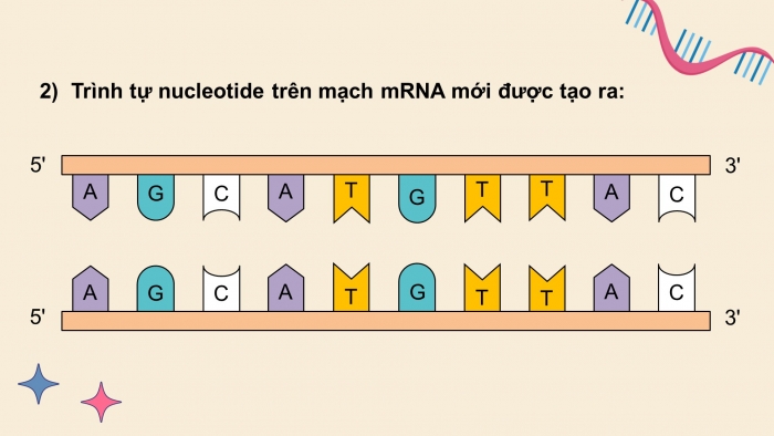 Giáo án điện tử KHTN 9 kết nối - Phân môn Sinh học Bài Ôn tập giữa học kì 1