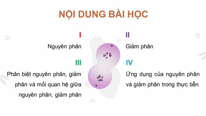 Giáo án điện tử KHTN 9 kết nối - Phân môn Sinh học Bài 43: Nguyên phân và giảm phân