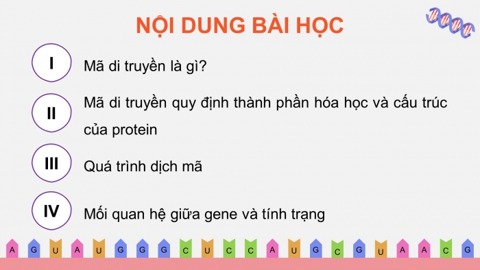 Giáo án điện tử KHTN 9 kết nối - Phân môn Sinh học Bài 40: Dịch mã và mối quan hệ từ gene đến tính trạng